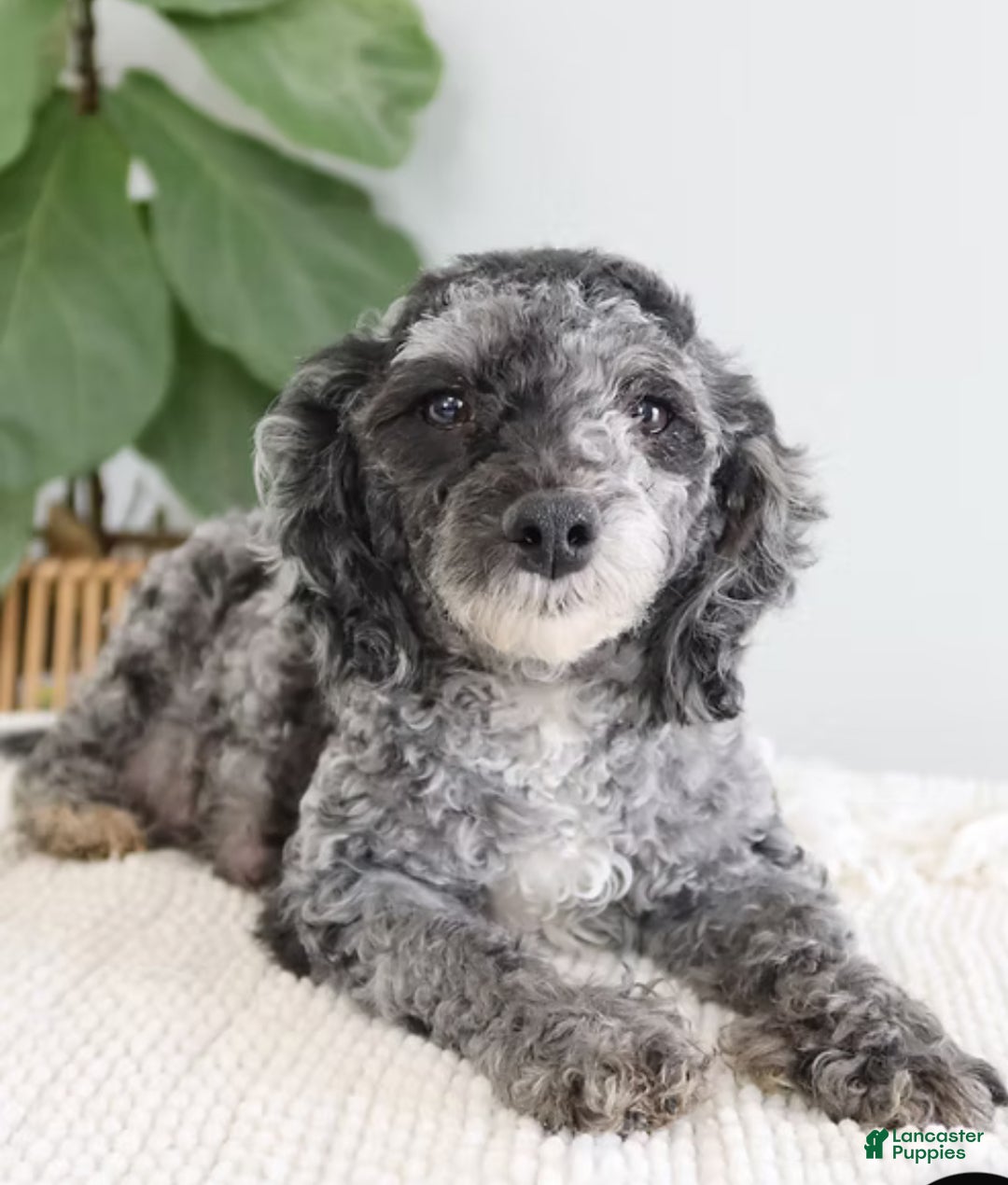 Toy Poodle dogs for sale: Gingerbread - Ad 6