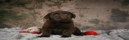 Labrador Retriever dogs for sale: Lexi - Ad 3