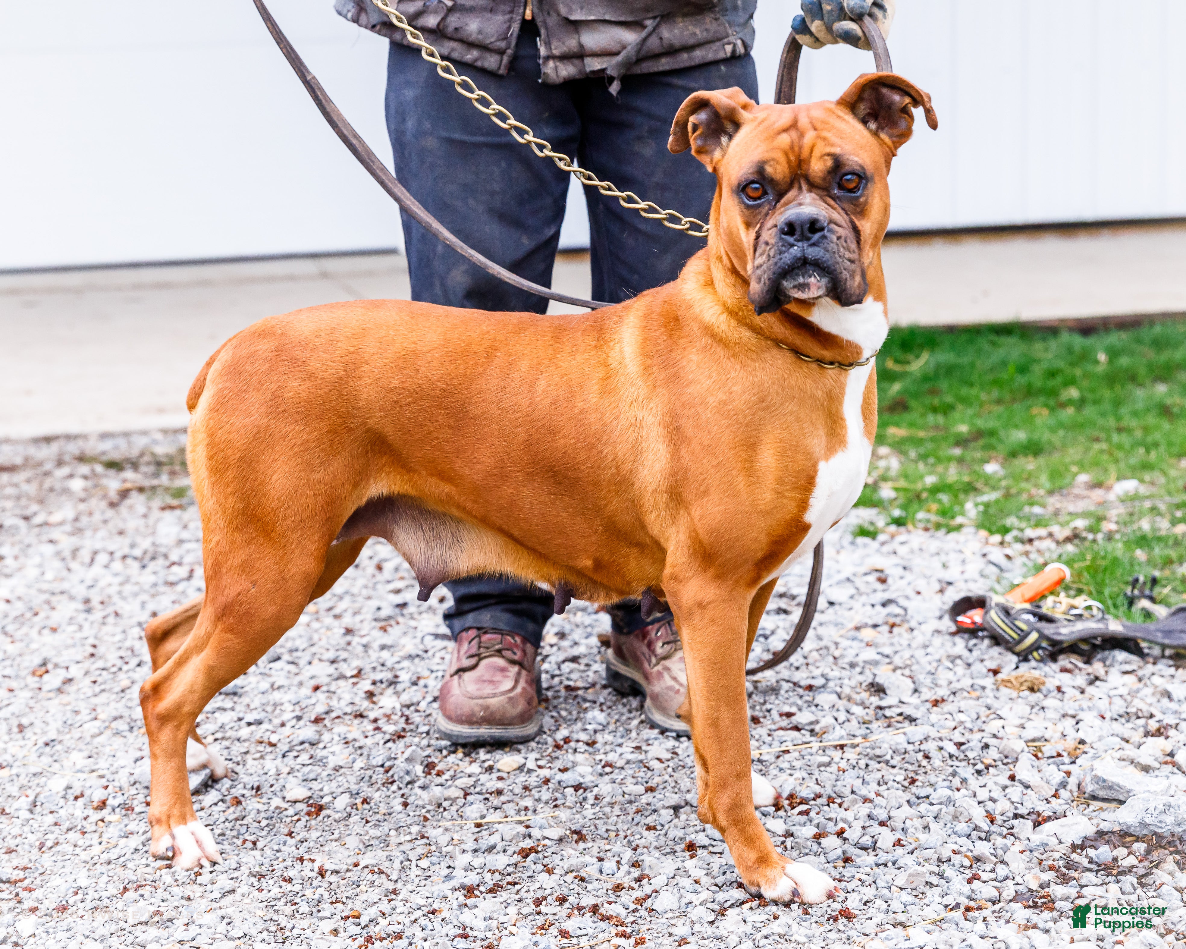 Boxer dogs Seneca - Ad 1