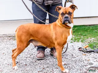 Boxer dogs for sale: Seneca - Ad 1