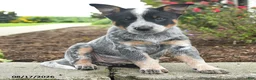 Australian Cattle Dog dogs for sale: Fiona - Ad 3
