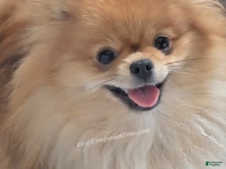 Pomeranian dogs Zara - Akc - Orange Sable Merle - Ad 29
