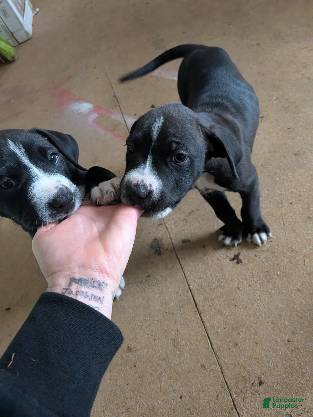 Mixed Breed dogs for sale: Boy - Ad 2