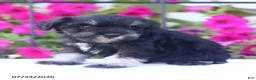 Miniature Schnauzer dogs for sale: Clifford - Ad 3