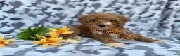 Cavapoo dogs for sale: Titus - Ad 4