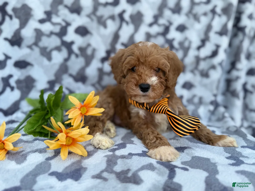 Cavapoo dogs for sale: Titus - Ad 4