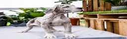 Great Dane dogs for sale: Mozark - Ad 14