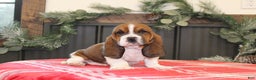 Basset Hound dogs for sale: Coco - Ad 3