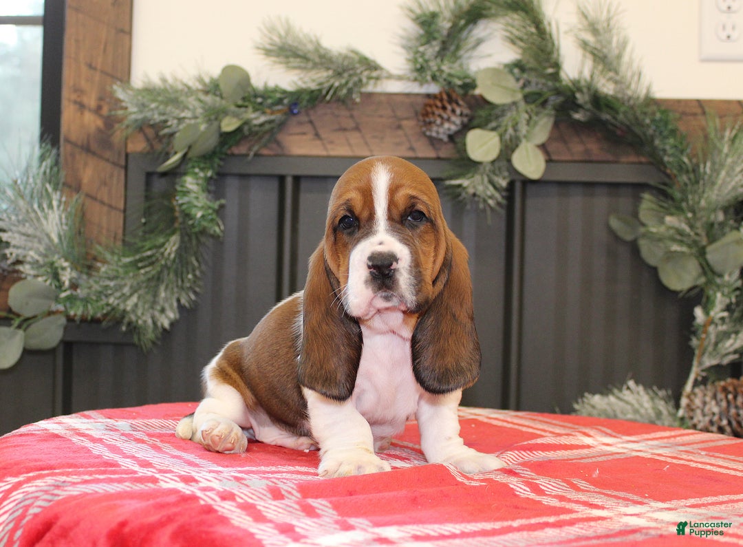 Basset Hound dogs for sale: Coco - Ad 3