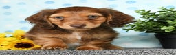 Miniature Dachshund dogs for sale: Murry - Ad 9