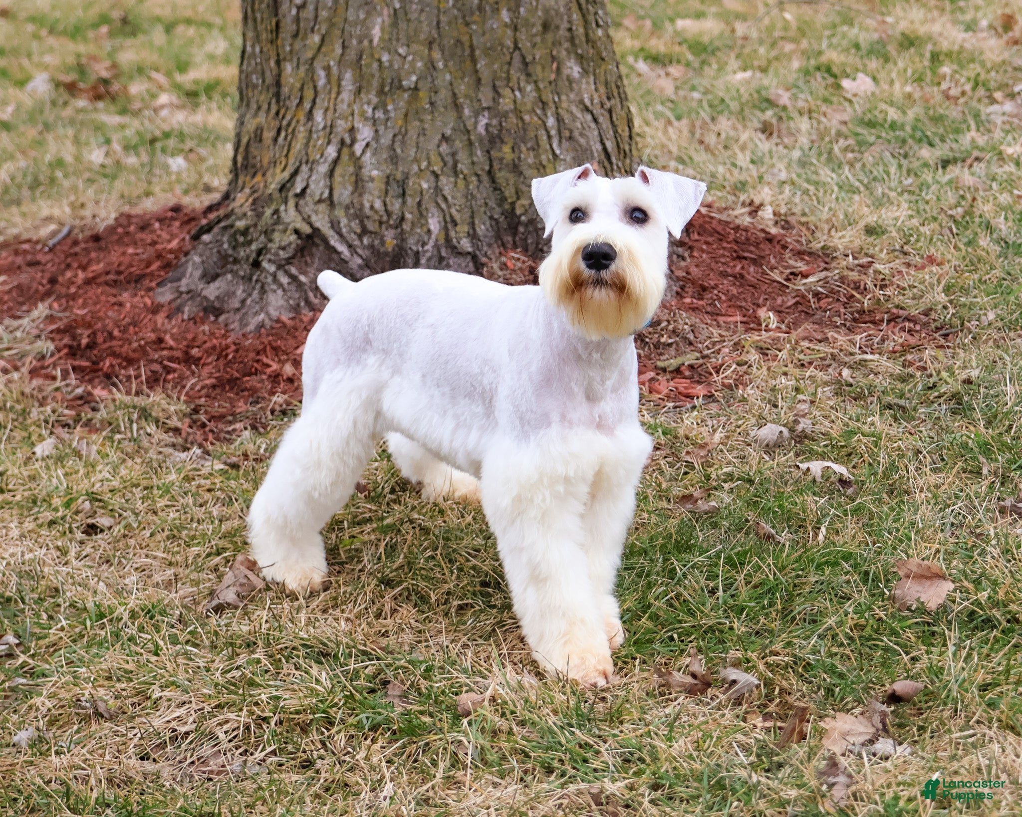 Miniature Schnauzer dogs Alex  - Ad 1