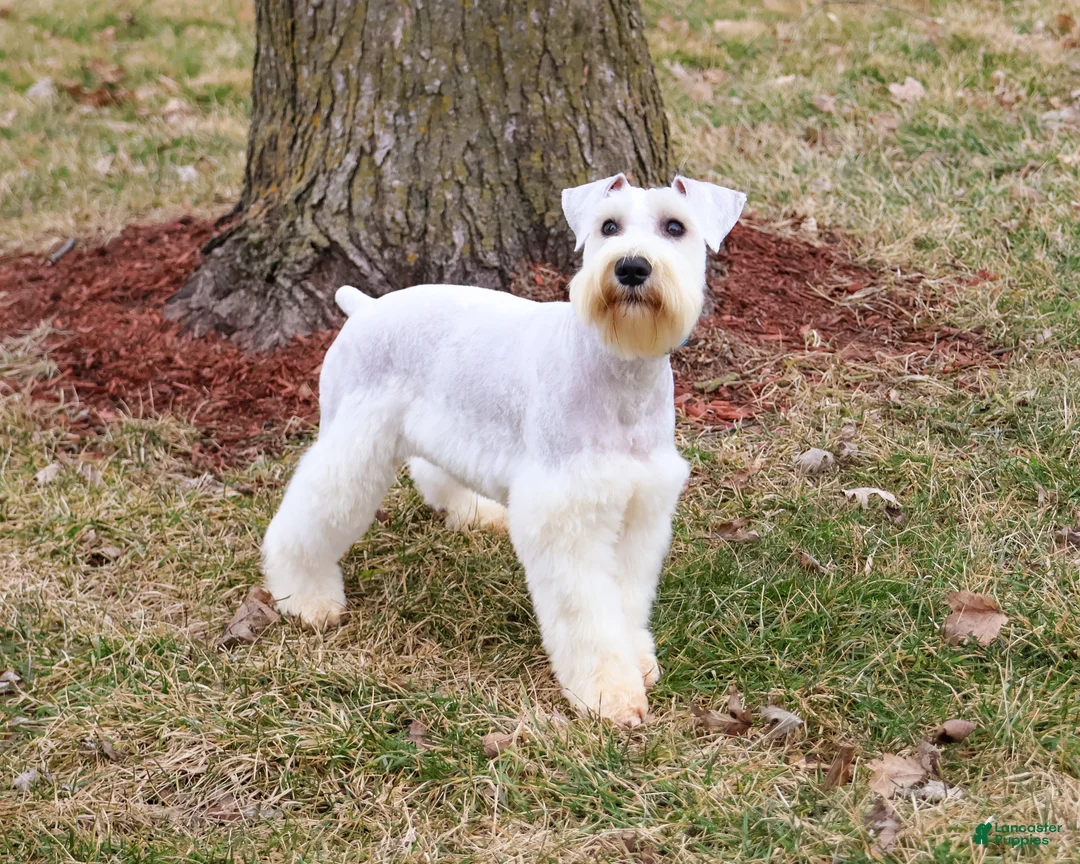 Miniature Schnauzer dogs for sale: Alex  - Ad 1