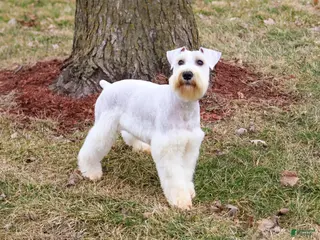 Miniature Schnauzer dogs for sale: Alex - Ad 1