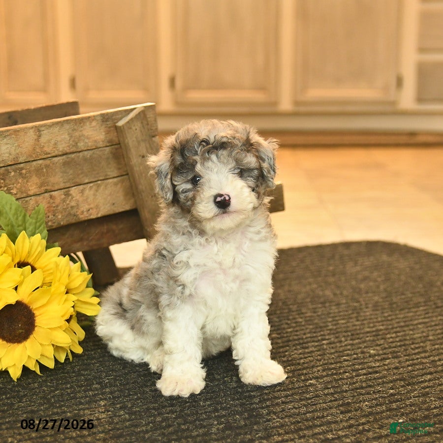 Toy Poodle dogs Scout  - Ad 1