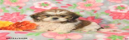 Shih Tzu dogs for sale: Jack  - Ad 2