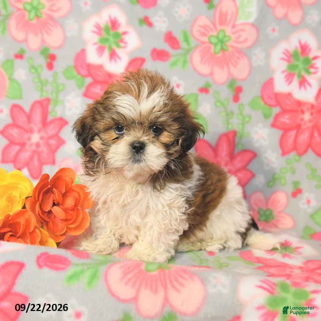 Shih Tzu dogs for sale: Jack  - Ad 2