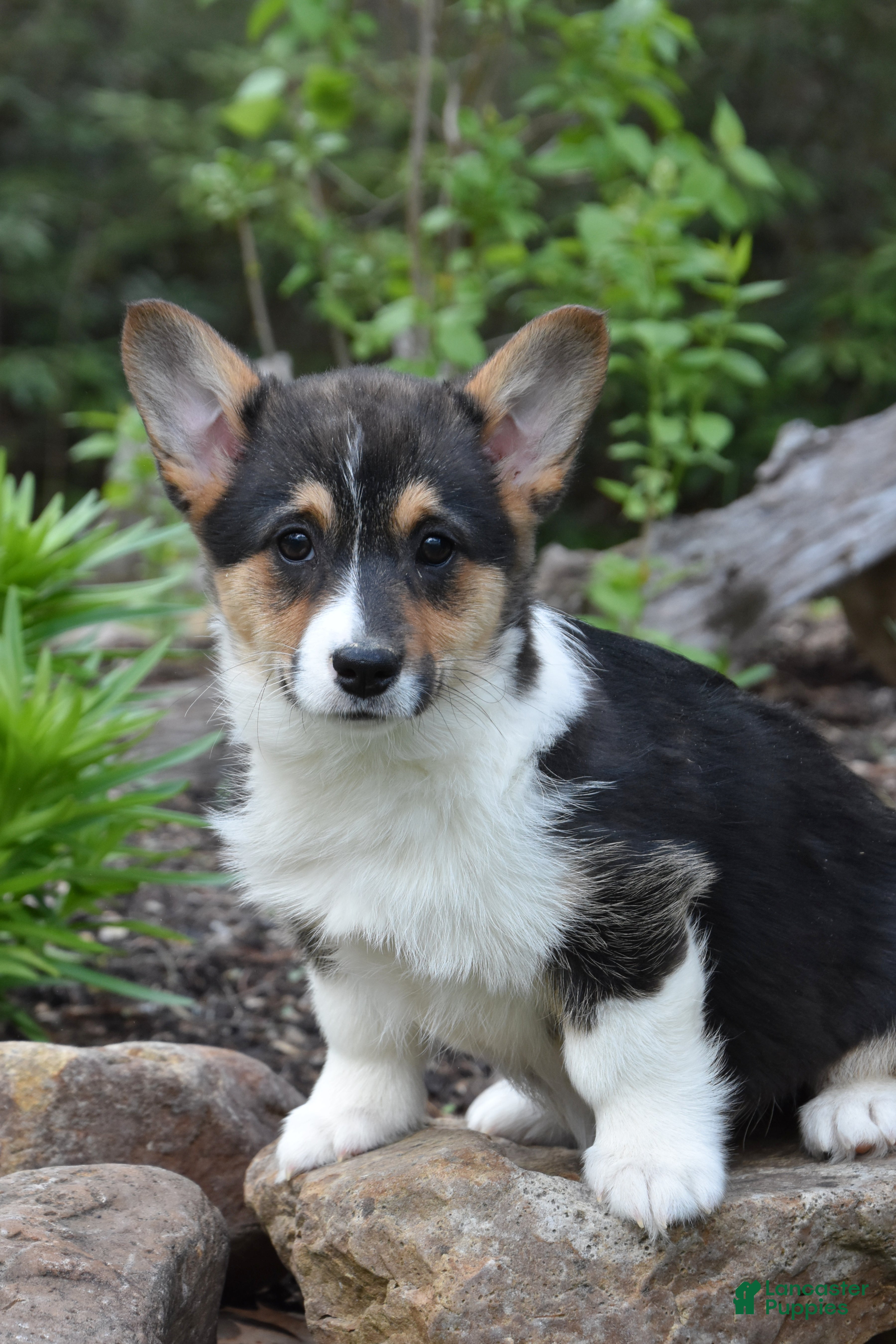 Welsh Corgi Pembroke dogs Betsy - Ad 1