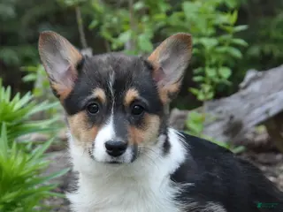 Welsh Corgi Pembroke dogs for sale: Betsy - Ad 1