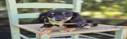 Miniature Dachshund dogs for sale: Travis - Ad 8