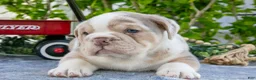 Beabull dogs for sale: Jake - Ad 3