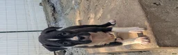 American Bully dogs for sale: Jet - Ad 10