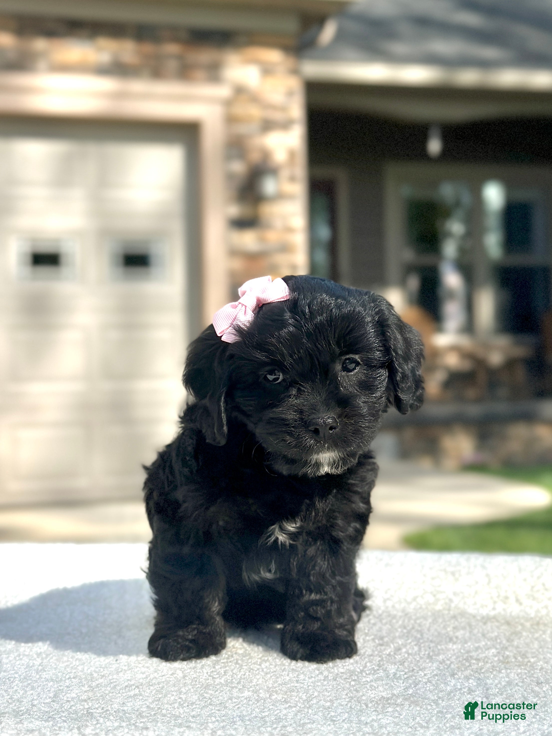 Cavapoo dogs Lilly - Ad 1