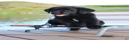 Labrador Retriever dogs for sale: Alex - Ad 5