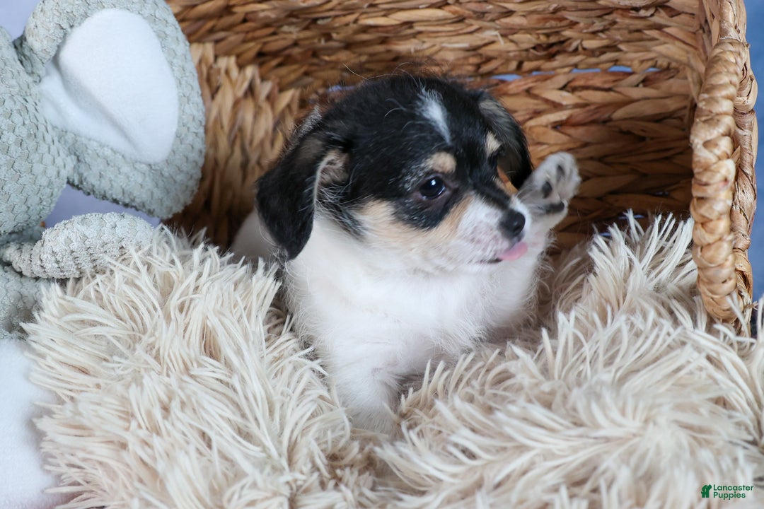 Chipoo dogs for sale: Kenzie - Ad 13