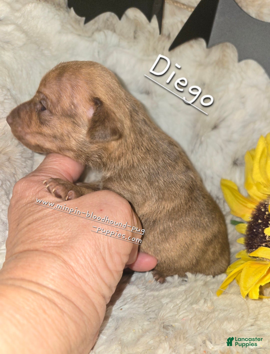 Miniature Pinscher dogs for sale: Diego stag chocolate brindle  - Ad 2