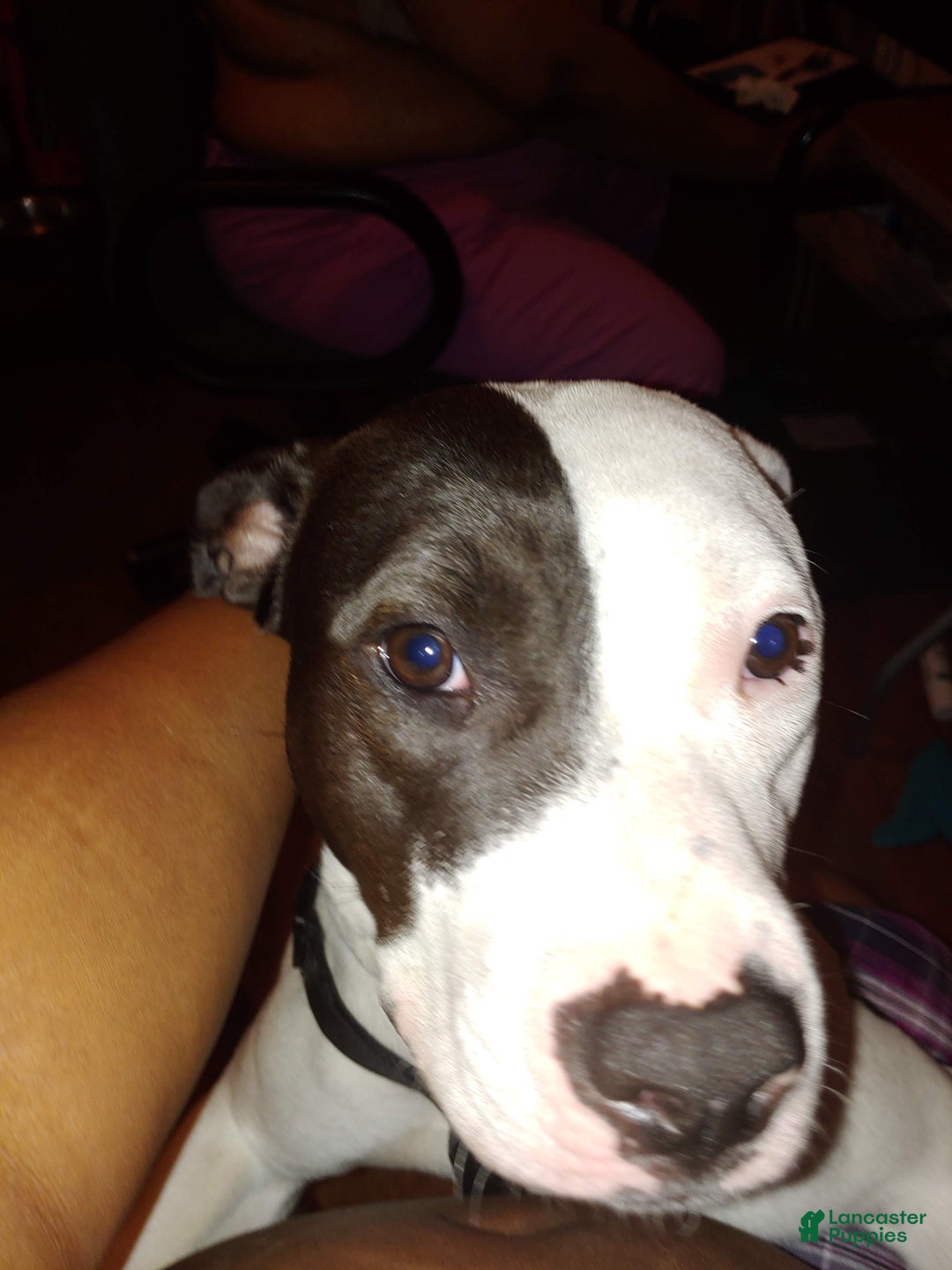 Mixed Breed dogs for sale: Kylie  - Ad 2