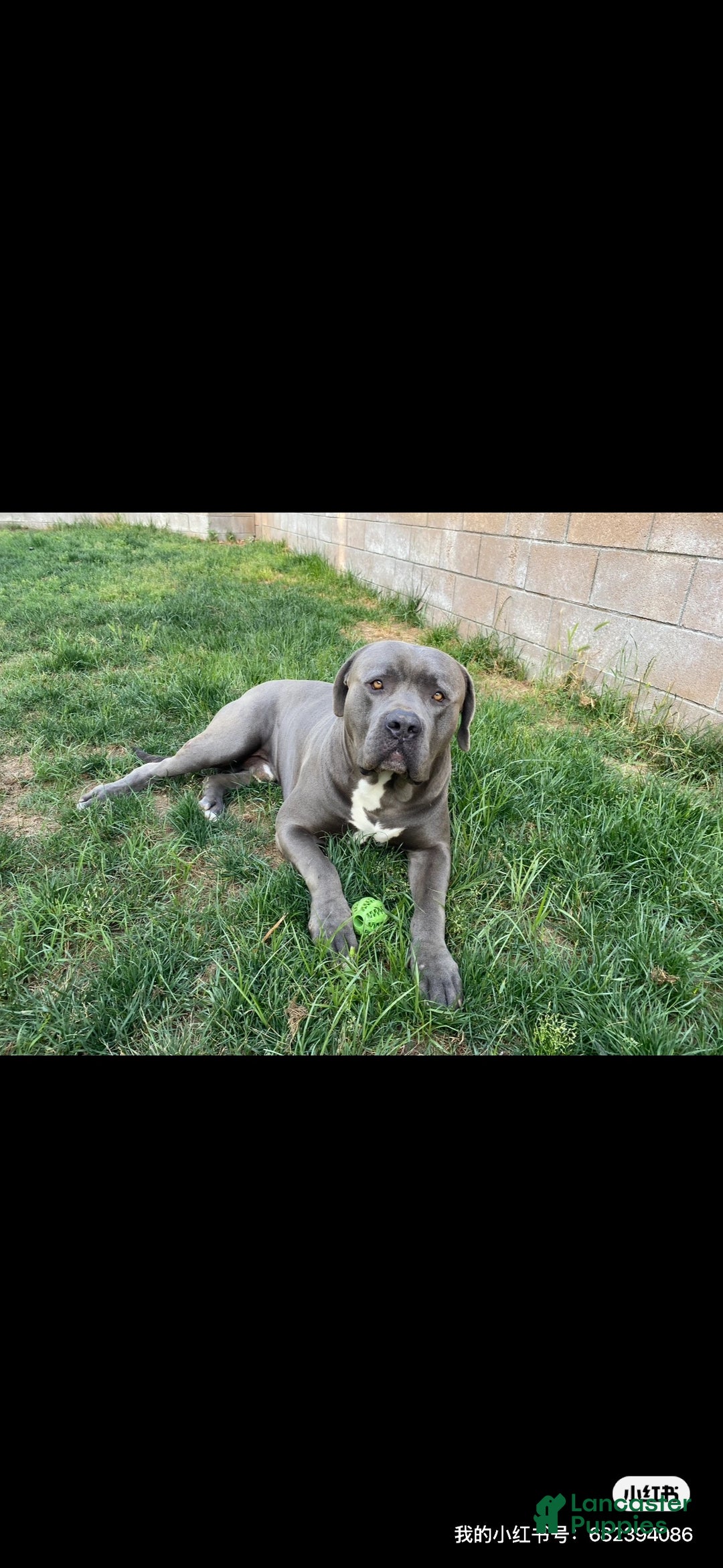 American Pit Bull Terrier dogs for stud: rehome free - Ad 1