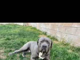 American Pit Bull Terrier dogs rehome free - Ad 9