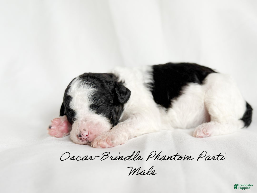 Standard Poodle dogs for sale: Oscar - Ad 3