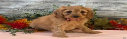 Cavapoo dogs for sale: Cavapoo 1 - Ad 6