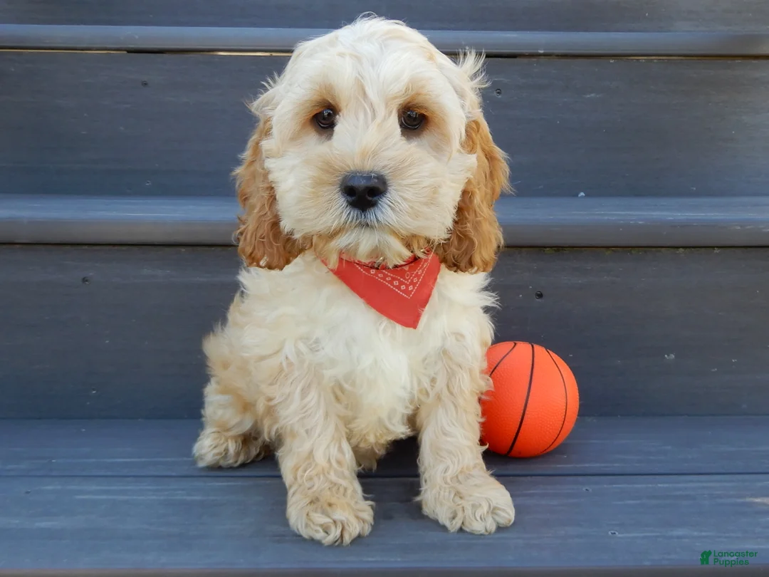 Cockapoo dogs for sale: Shawn - Ad 1