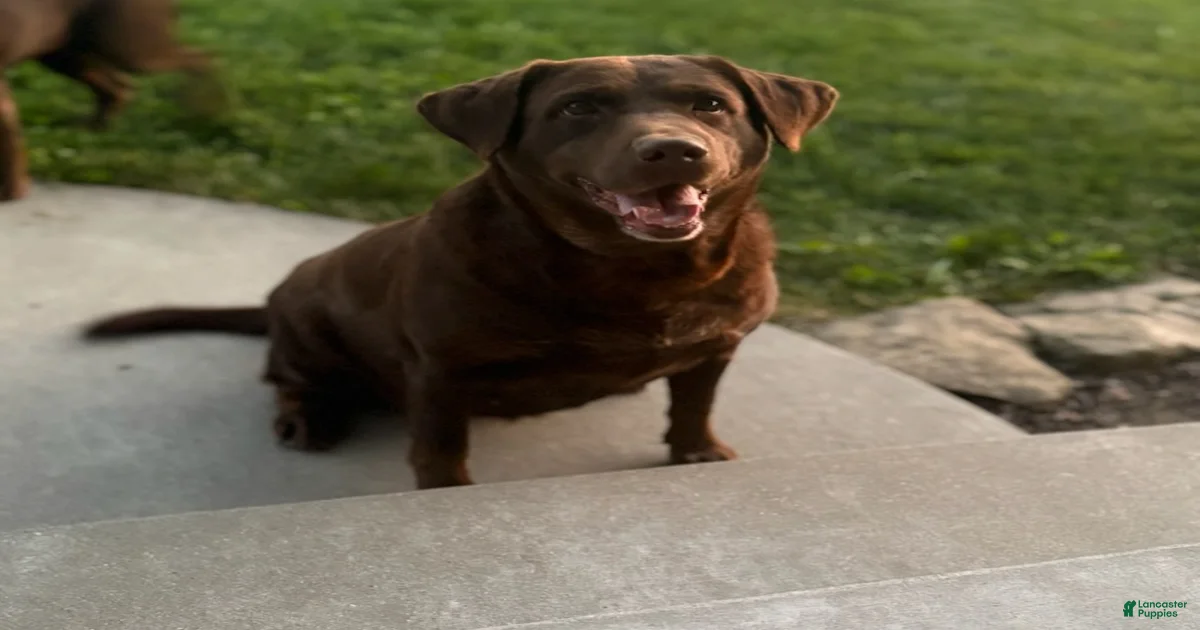 Bailey Labrador Retriever for sale in Doylestown | Lancaster Puppies