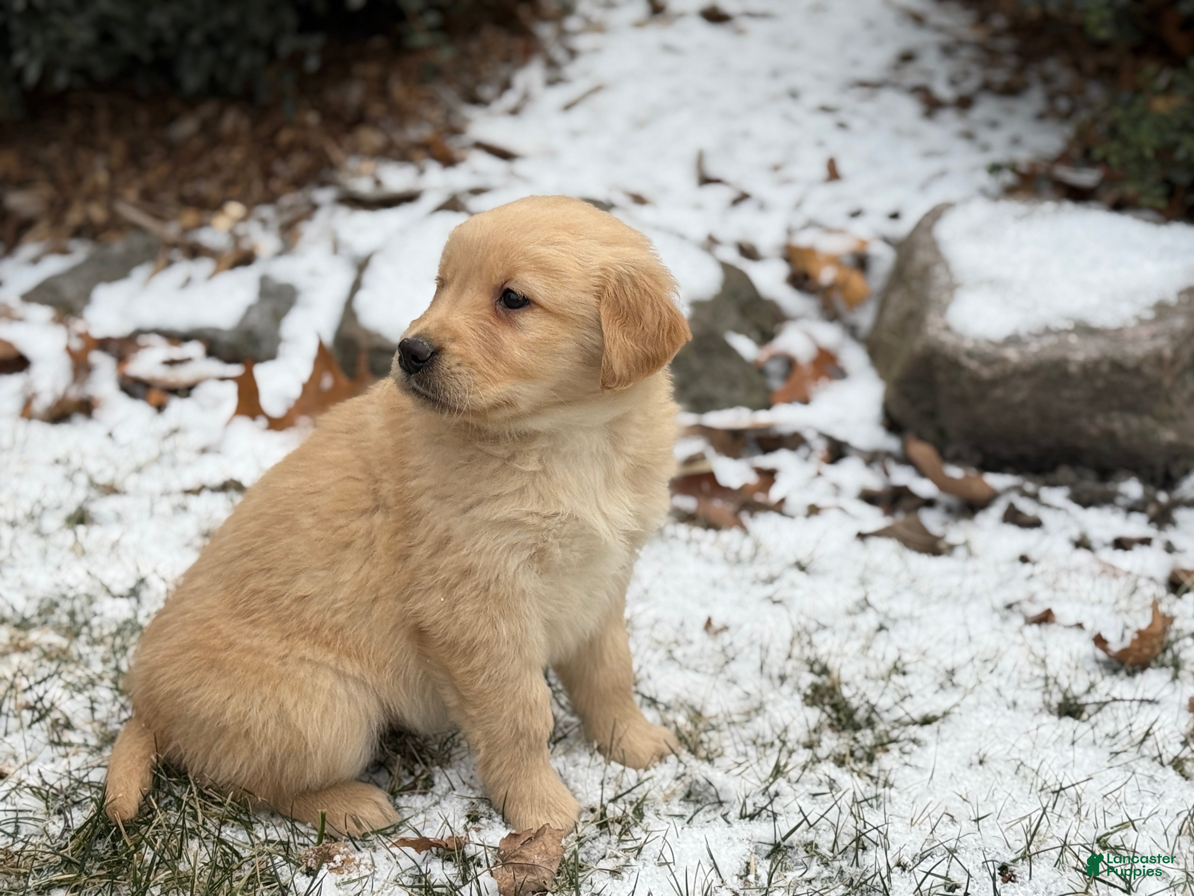 Golden Retriever dogs Seleah - Ad 2