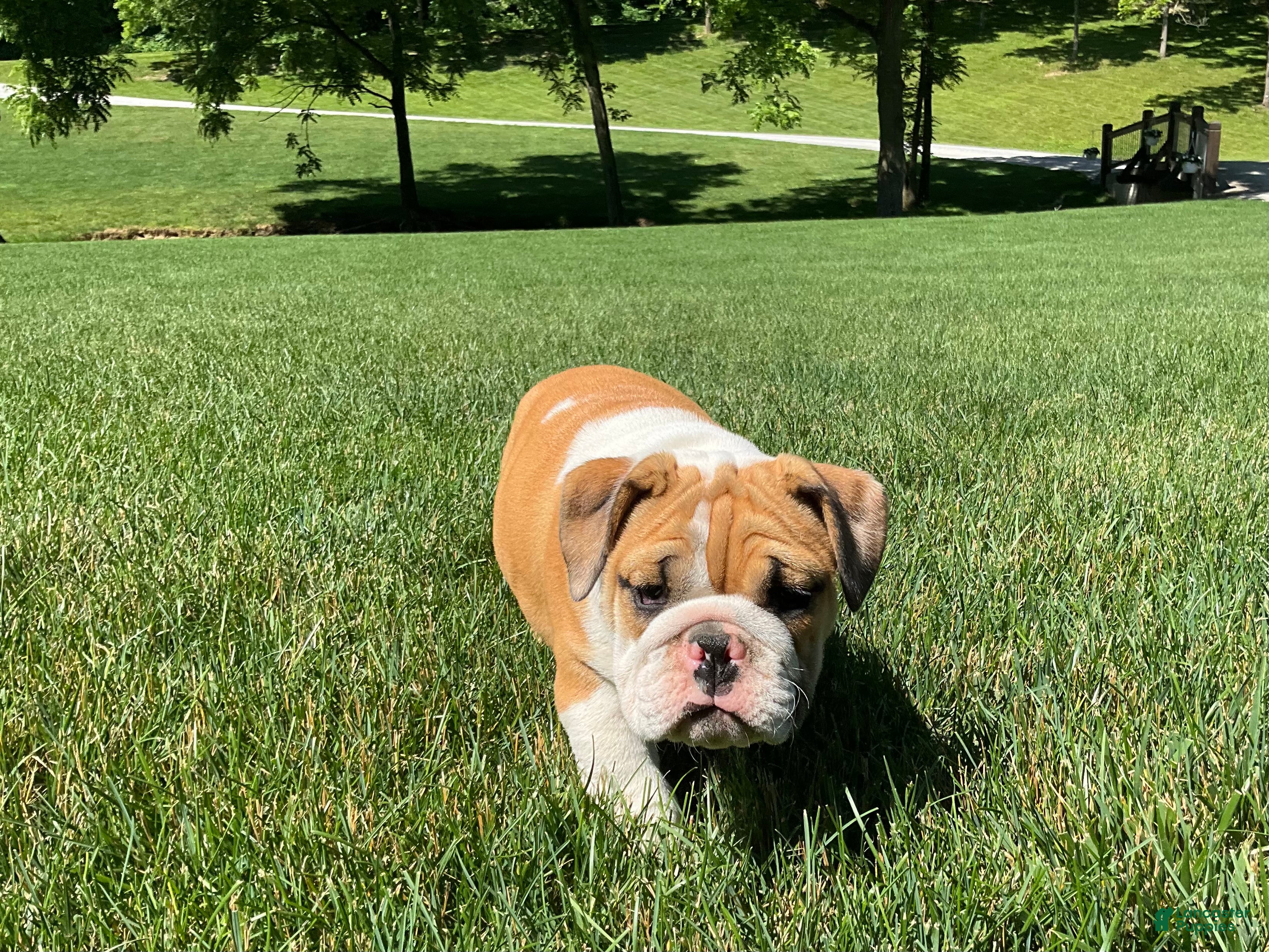 English Bulldog dogs Violet - Ad 2
