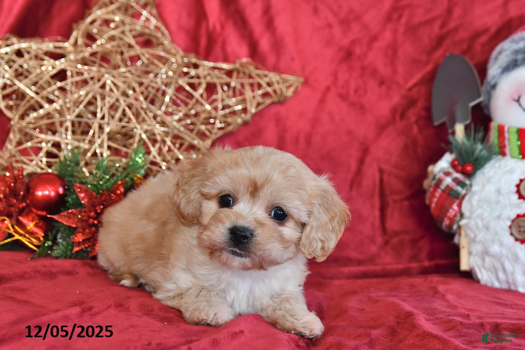 Cavachon dogs for sale: Charity - Ad 4