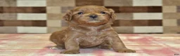 Cavapoo dogs for sale: Sadie - Ad 3