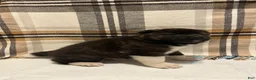 Akita dogs for sale: Donni - Ad 8
