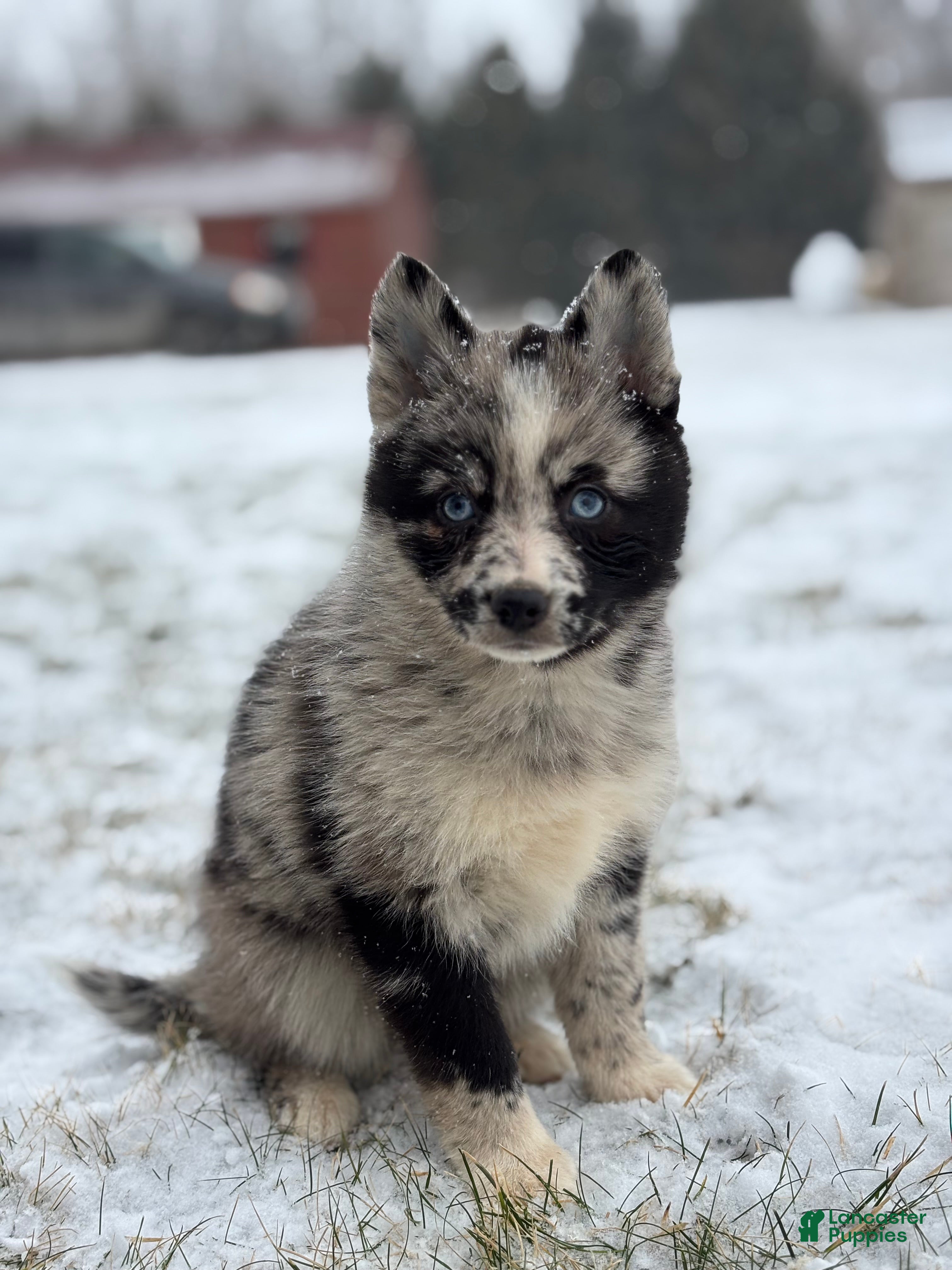 Pomsky dogs Gemma - Ad 8
