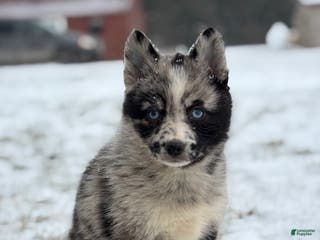 Pomsky dogs Gemma - Ad 8