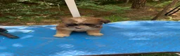 Shihpoo dogs for sale: Sweet baby girl  - Ad 13