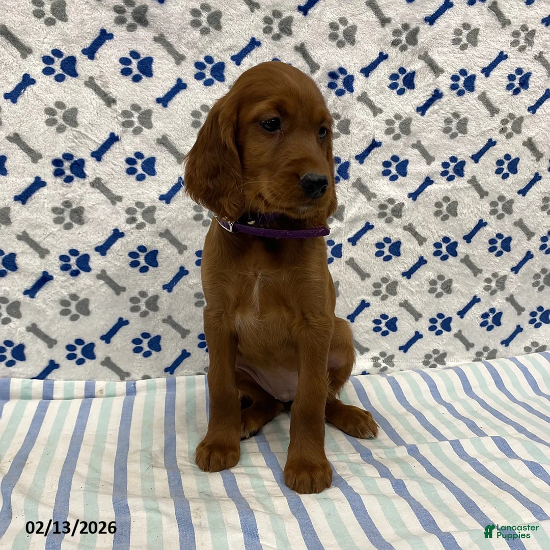 Irish Setter dogs for sale: Carley - Ad 3