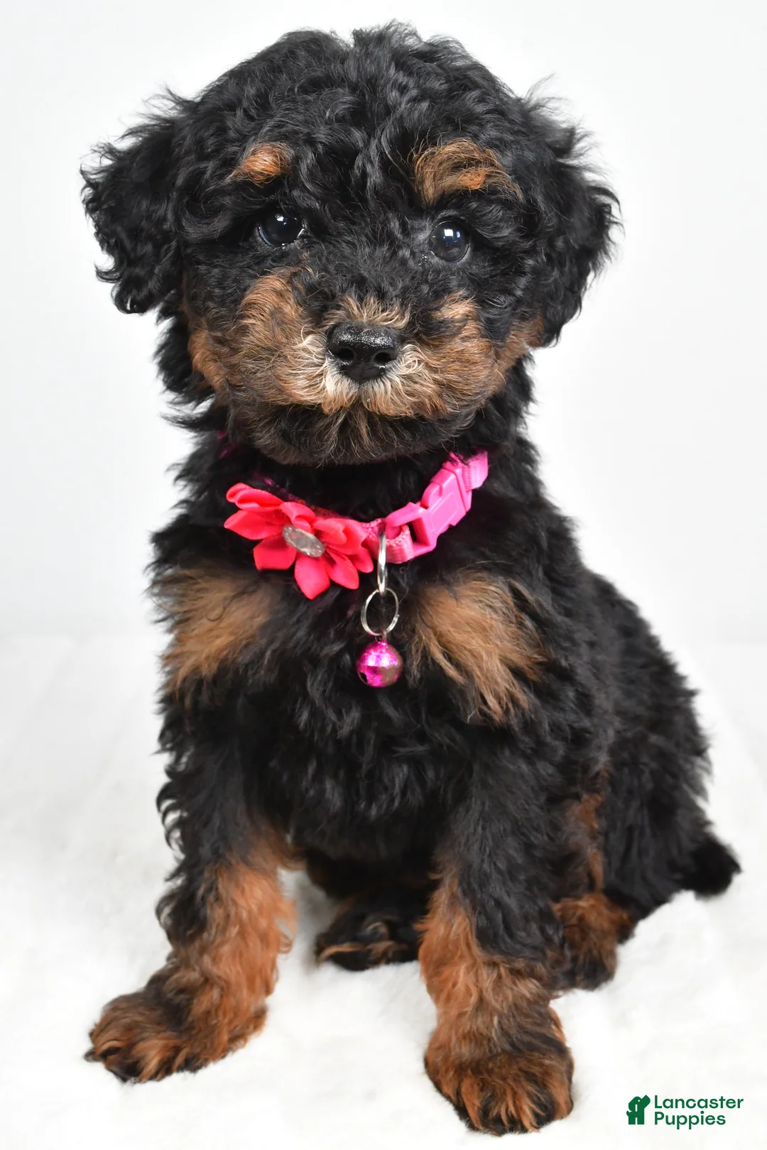 Miniature Poodle dogs for sale: Zella - Ad 1