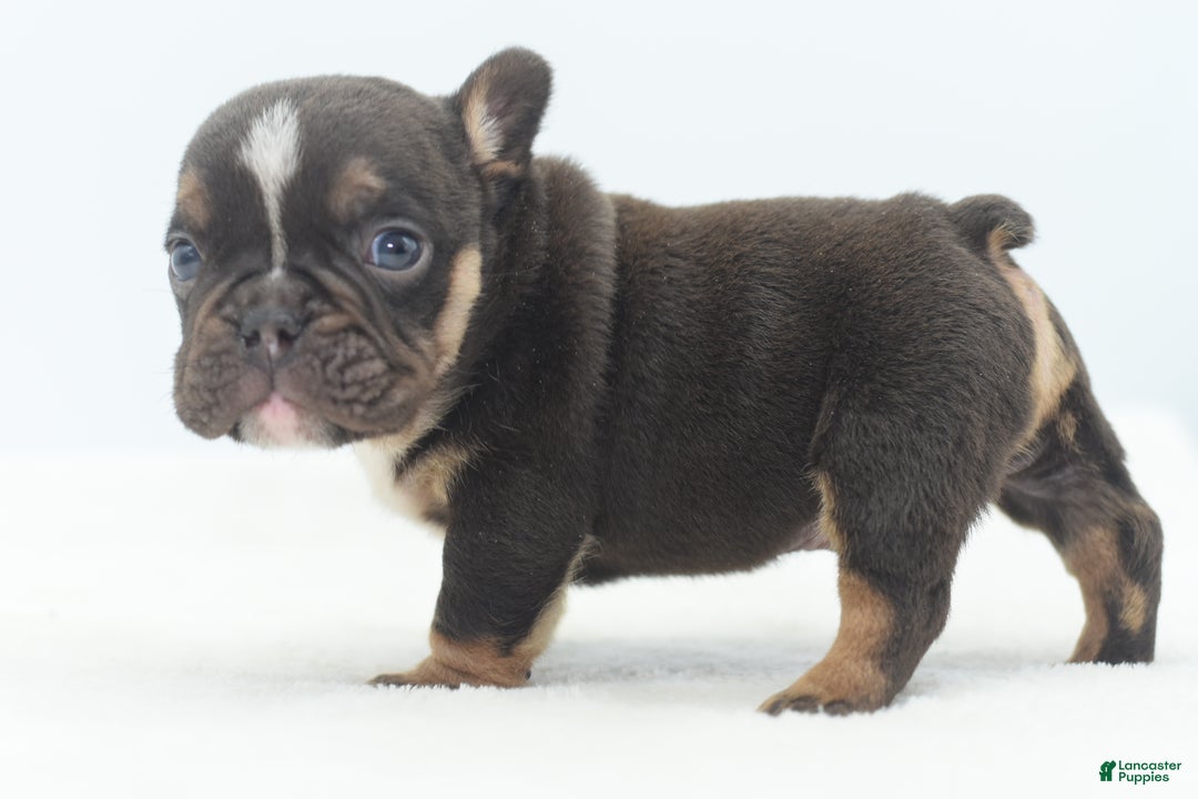 Mixed Breed dogs for sale: Kong micro bully hybrid  - Ad 25