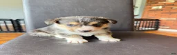 Welsh Corgi Pembroke dogs for sale: Bob - Ad 1