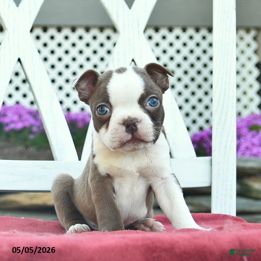 Boston Terrier dogs Prince   - Ad 1