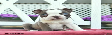 Prince  